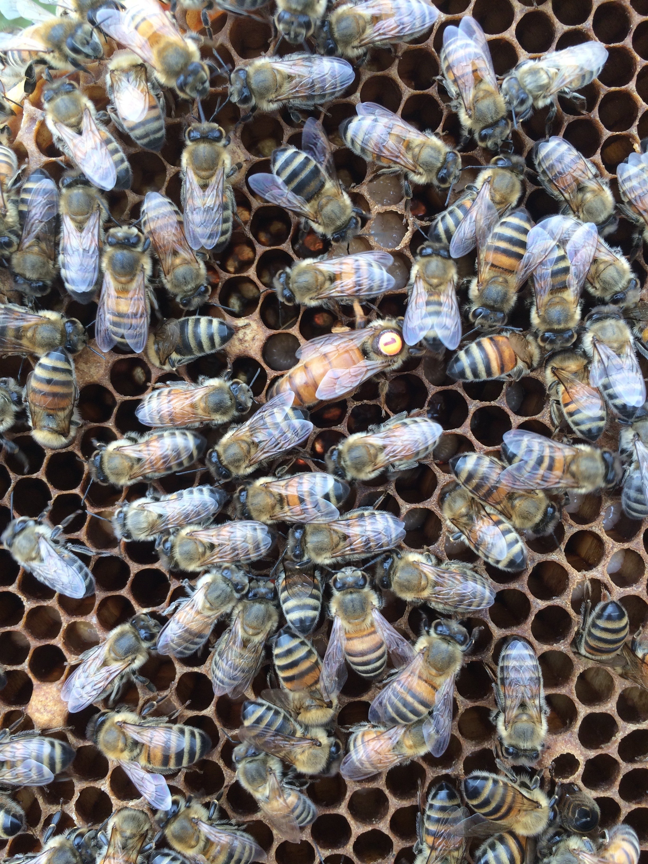 Queen Bees Bred in Devon