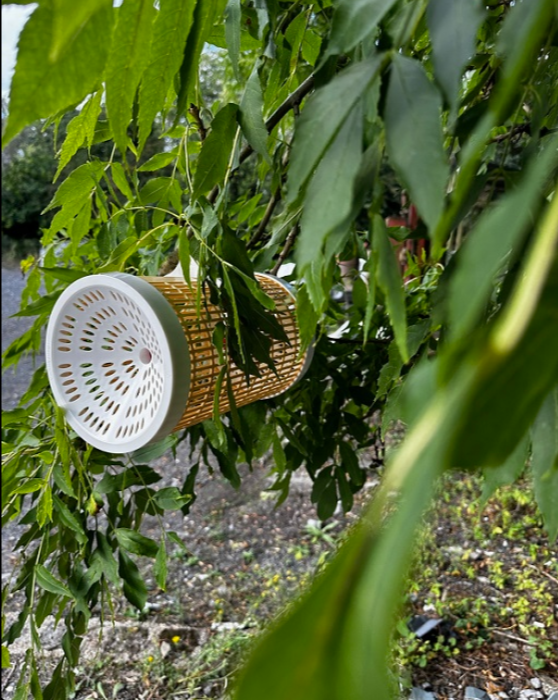 Hornet Trap - GardApis Sentinel