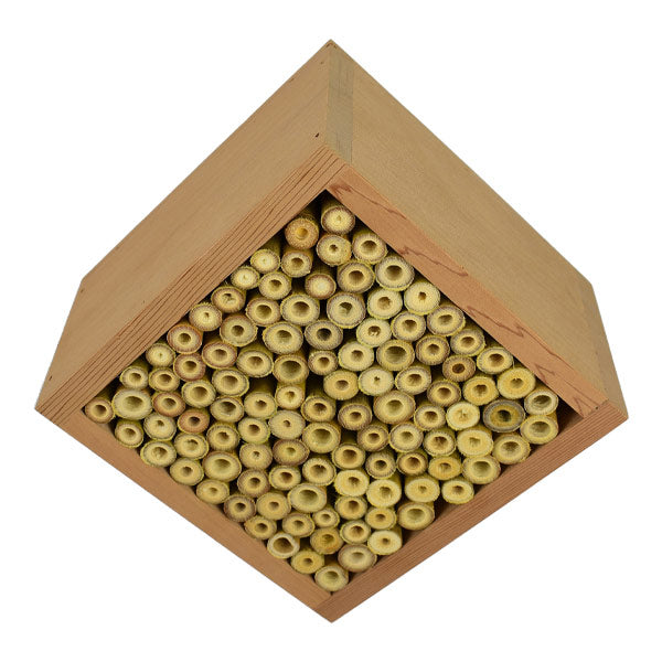 Cedar Solitary Bee Nester