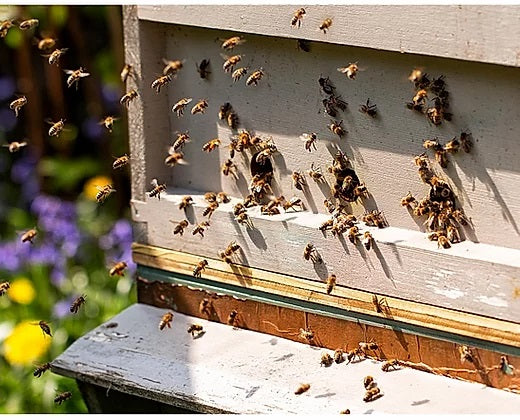 Upstairs Downstairs Hive Intrance Starter kit