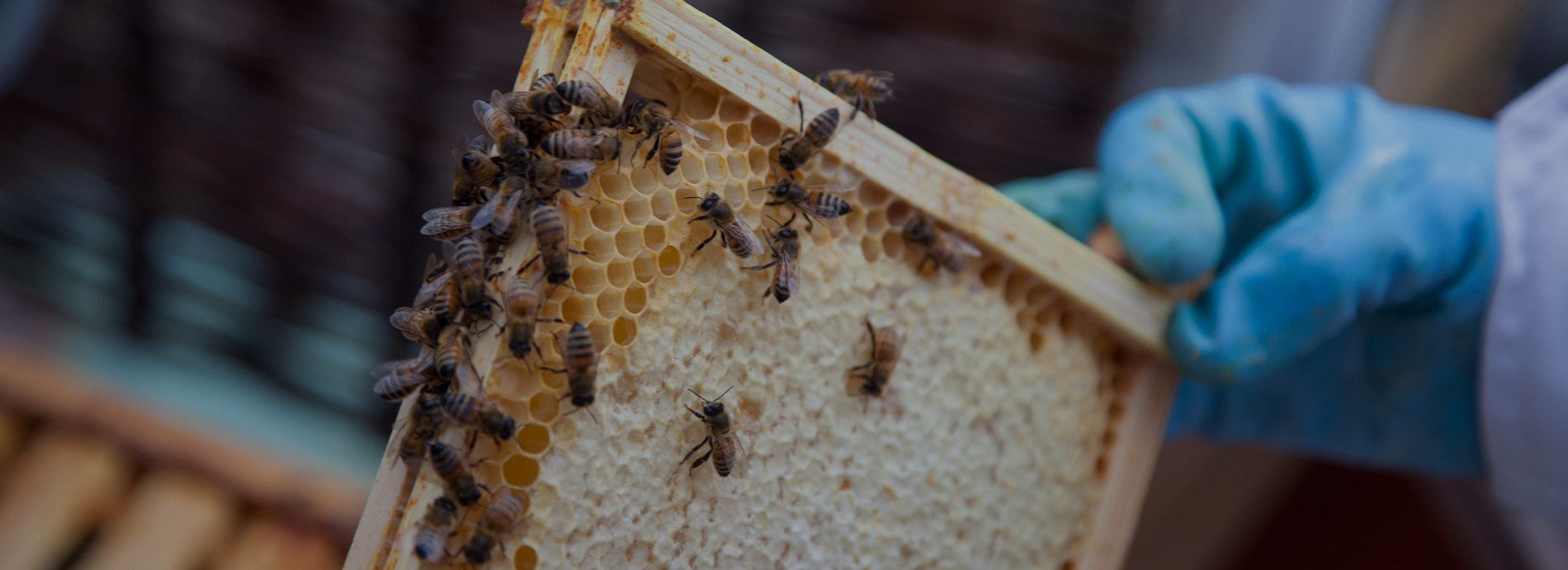 beekeeper wearing latex gloves inspects his frames showing bees and honeycomb