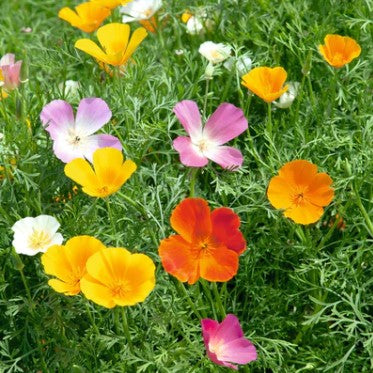 Poppy Californian Seeds - Vivid Mix