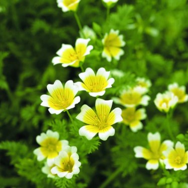 Poached Egg Plant Seeds
