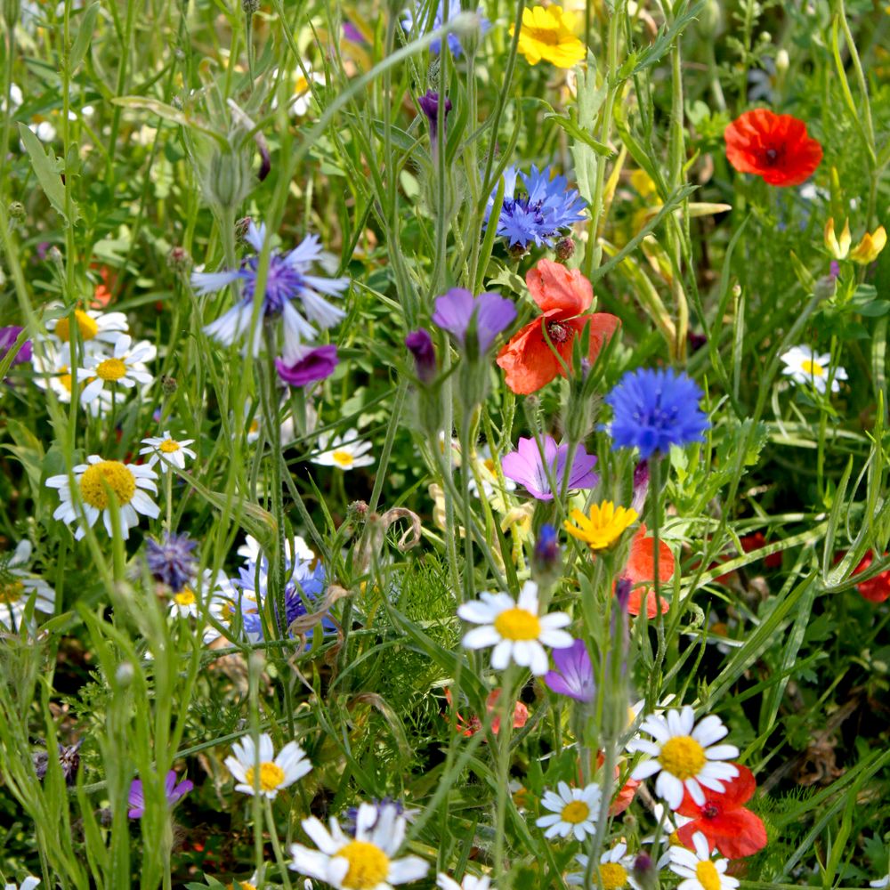 Colourful Annuals Mix Seeds